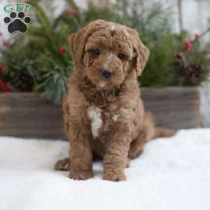 Clancy, Mini Labradoodle Puppy